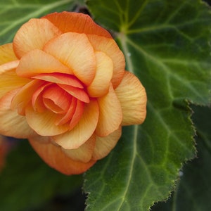 Apricot Illumination Begonia Seeds, Tuberous Begonia Tuberhybrida, House Plants, BG0410P