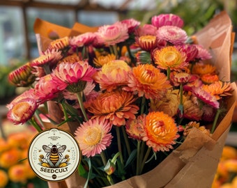 NEW! Apricot and Peach Shades Strawflower Seeds, Xerochrysum bracteatum, Helichrysum XC0725