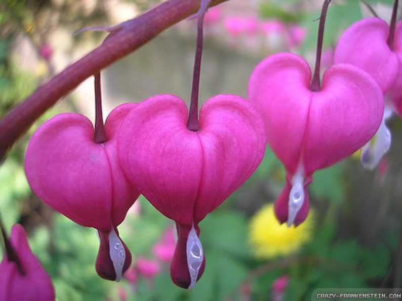 Pink Bleeding Heart Seeds, Lamprocapnos Spectabilis, Dicentra DS0110 image 5