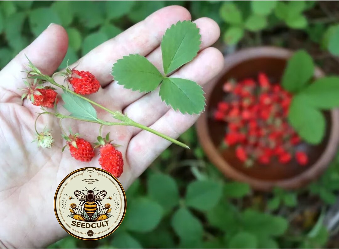  Wild Strawberry フルリム3枚セット il_1080xN.6240850512_gr4y.jpg