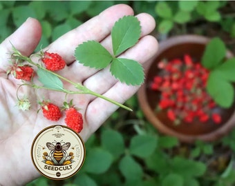 Wild Strawberry Seeds, Tiny Sweet Fruit, Fragaria Virginiana FR0350