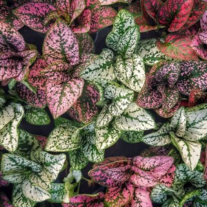 May include: A close-up of a variety of plants with green, pink, and white leaves. The leaves have a speckled pattern.