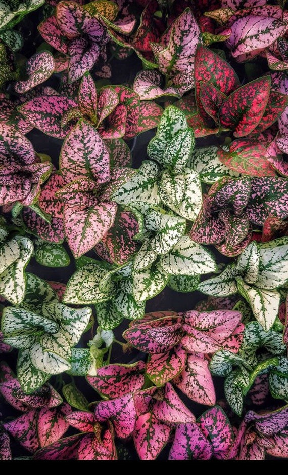 Polka Dot Plant Seeds, Indoor Live House Plant, Hypoestes Phyllostachya,  Red, Pink, White, Rainbow, Perennial HY01 