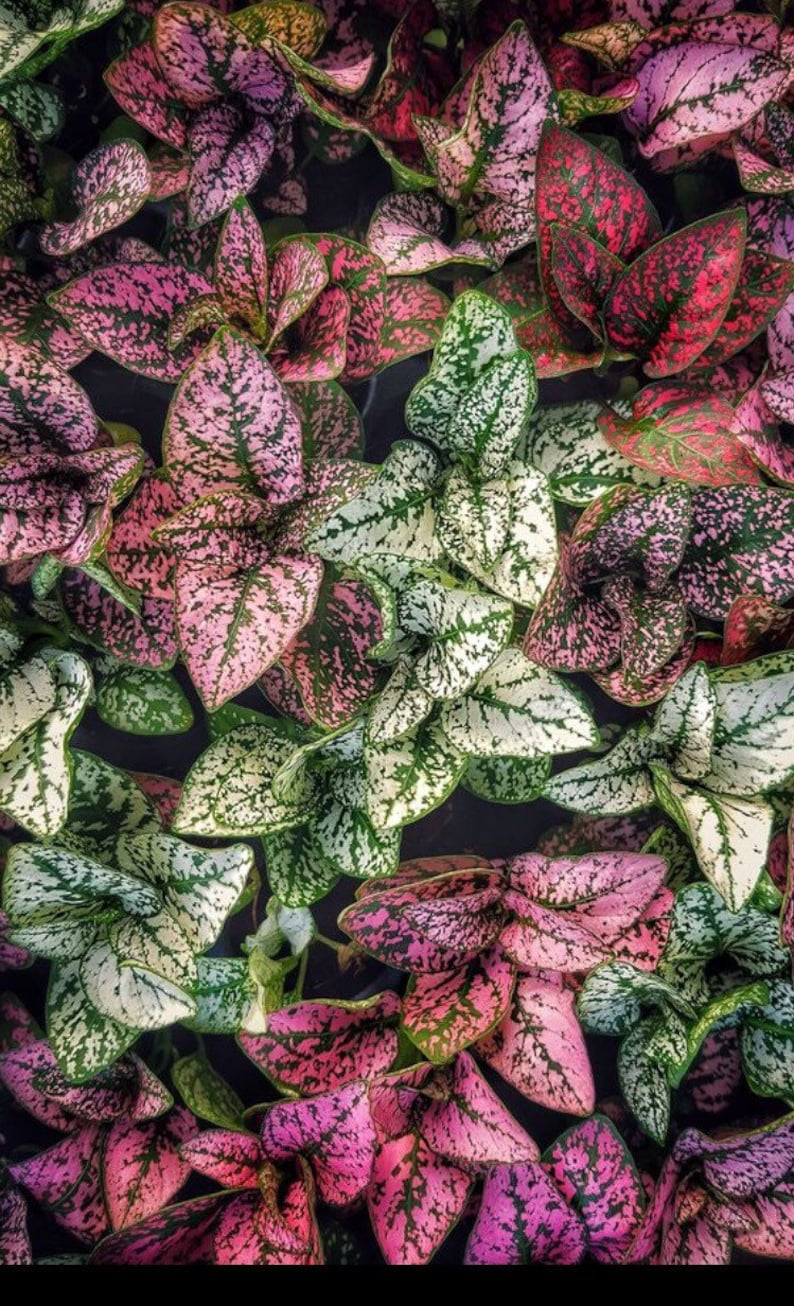 May include: A close-up of a variety of plants with green, pink, and white leaves. The leaves have a speckled pattern.