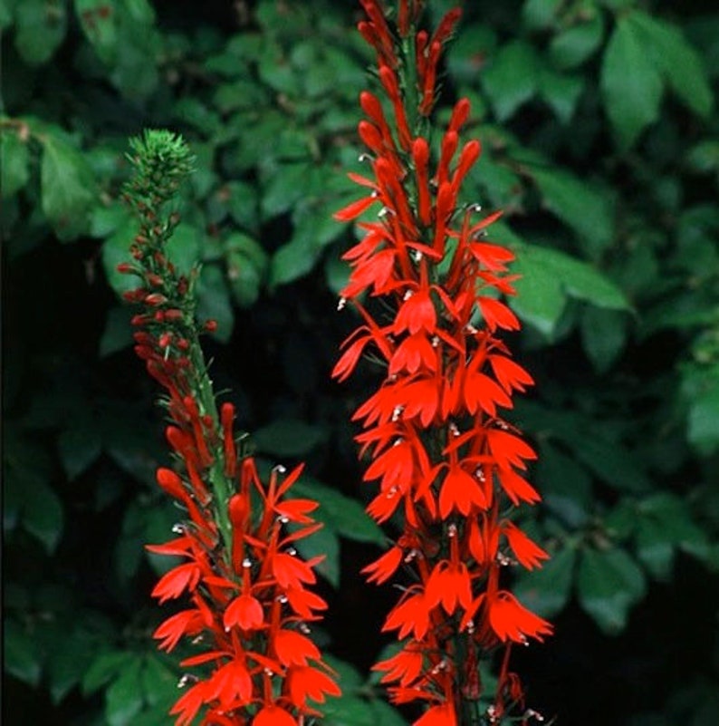 May include: Two tall stalks of red cardinal flowers with multiple blooms on each stalk. The flowers are a vibrant red with a white center and are in full bloom. The flowers are against a backdrop of green foliage.