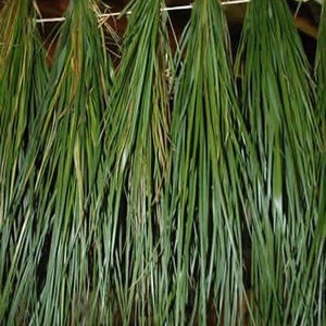 Sweetgrass Seeds, WINTER PLANTING Hierochloe Odorata, Vanilla Grass, Holy Grass, Sweet Grass Seeds HI9040R image 5