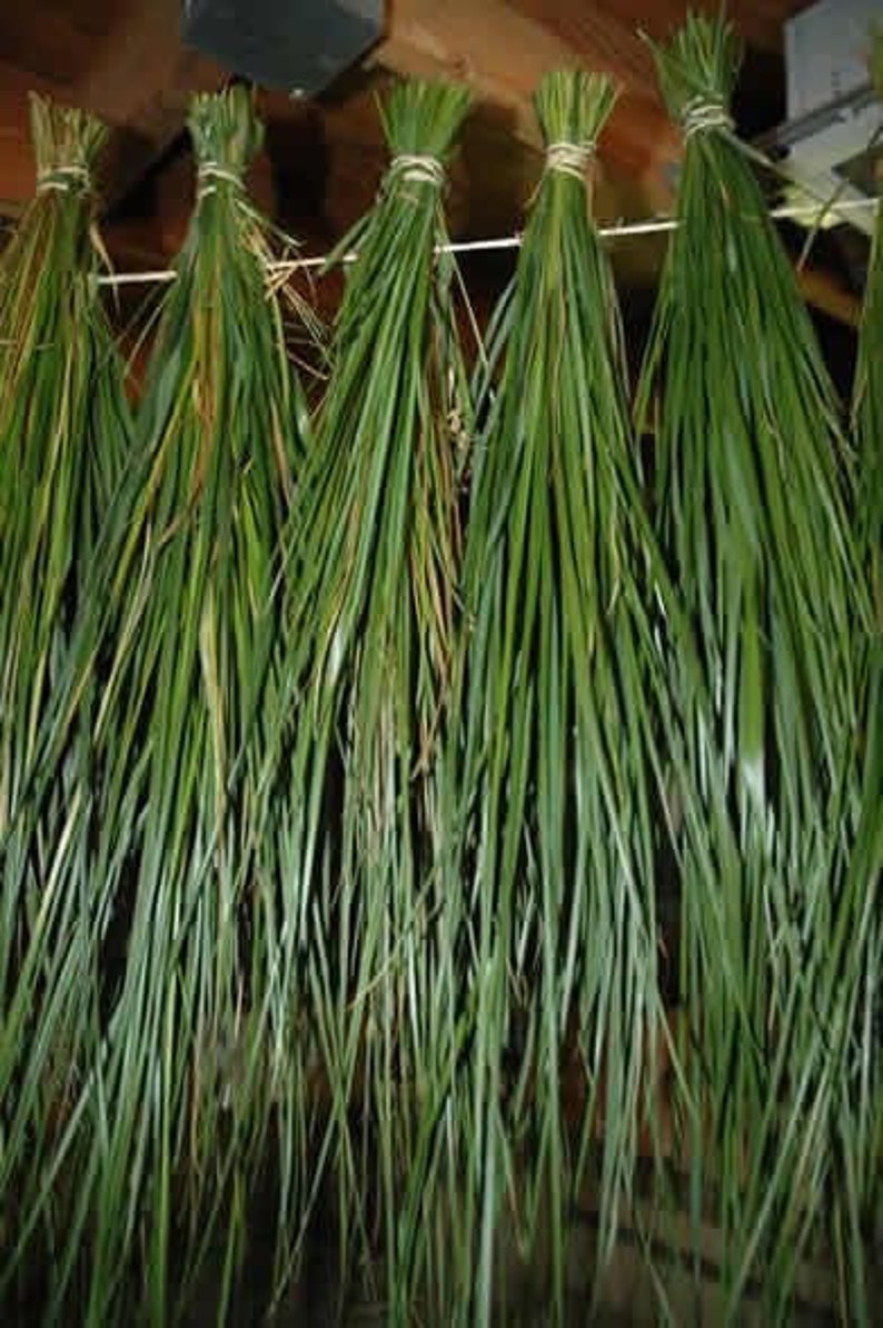 Sweetgrass Seeds, WINTER PLANTING Hierochloe Odorata, Vanilla Grass, Holy Grass, Sweet Grass Seeds HI9040R image 5