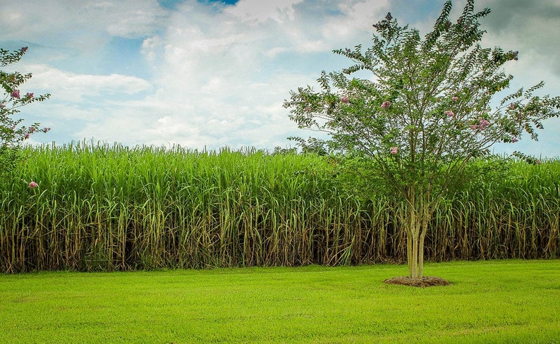 May include: A field of tall green sugarcane plants with a single tree in the foreground. The tree has pink flowers and a green canopy. The sky is blue with white clouds.