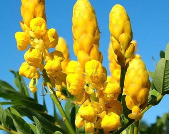 Emperor’s Candlestick Seeds, Candlestick Senna, Senna Alata SE2110