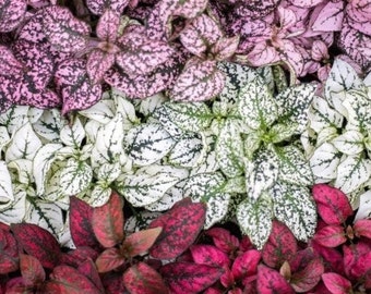 Polka Dot Plant Seeds, Indoor Live House Plant, Hypoestes Phyllostachya, Red, Pink, White, Rainbow, Perennial HY01