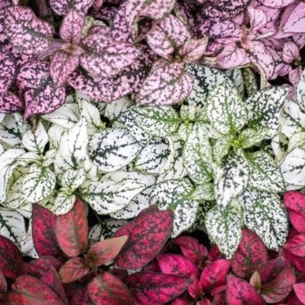 Mixed Polka Dot Plant Seeds, Indoor Live House Plant, Hypoestes Phyllostachya, Red, Pink, White, Rainbow, Perennial HY0130