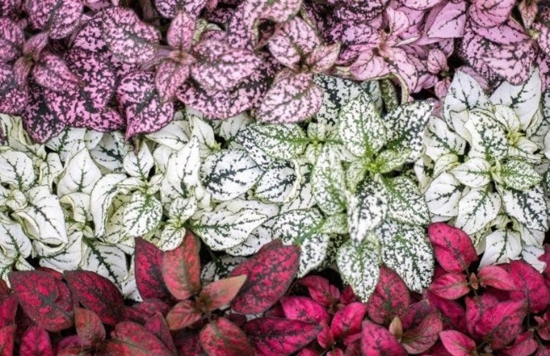 May include: A close-up of three types of foliage with different colored leaves. The top layer of leaves are pink and white with green veins. The middle layer of leaves are white with green veins. The bottom layer of leaves are red with green veins.
