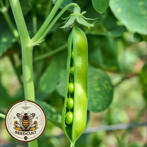 Wando Heat Tolerant Peas Pisum Sativum PI0250