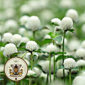 May include: A field of white globe amaranth flowers with green stems and leaves. A bee is flying near a white flower. A round sticker with a bee illustration and the text "SEED CULT" is in the foreground.