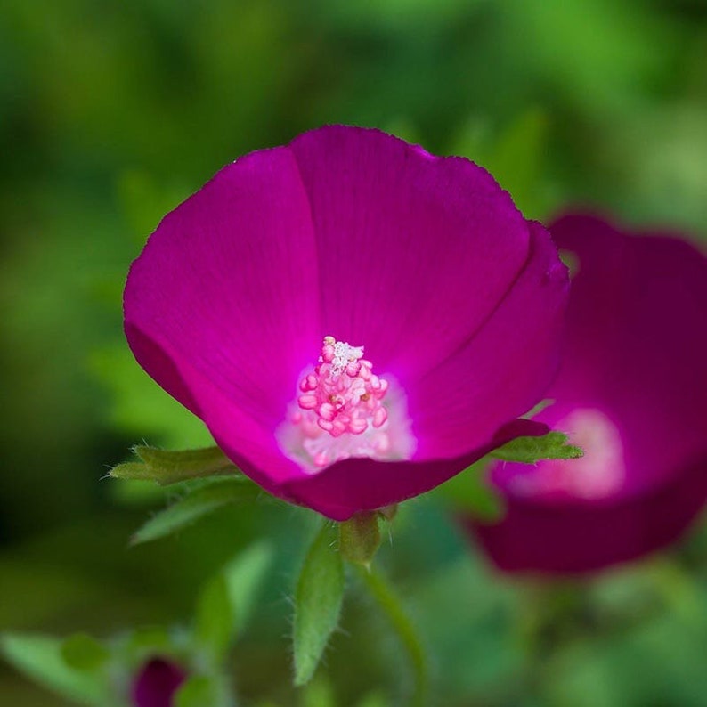 SeedCult Wine Cup Flower Seeds - Thumbnail 3