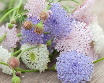 Lacy Didiscus Mix Seeds, Pink, Blue and White, Organic Trachymene Coerulea TR4025