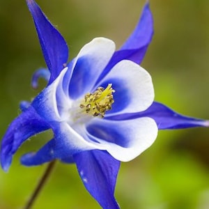 May include: A close-up of a blue and white columbine flower with a yellow center. The flower is in focus, while the background is blurred.