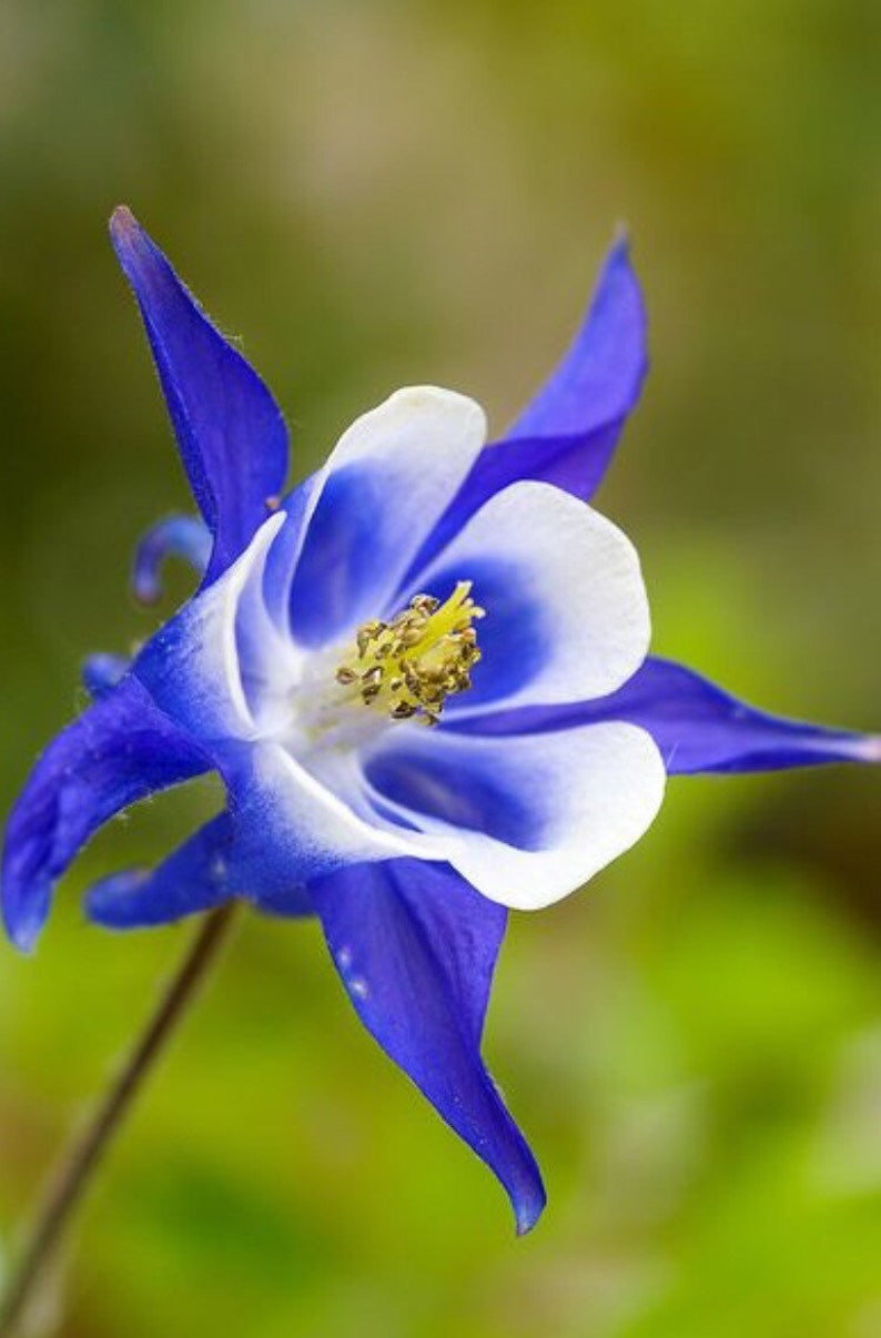 May include: A close-up of a blue and white columbine flower with a yellow center. The flower is in focus, while the background is blurred.