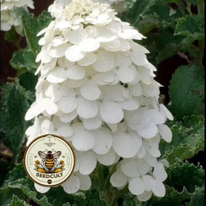 May include: A close-up of a white hydrangea flower with layered petals. The flower is surrounded by green leaves. A circular logo with a bee and the text "SEEDCULT" is in the lower left corner.