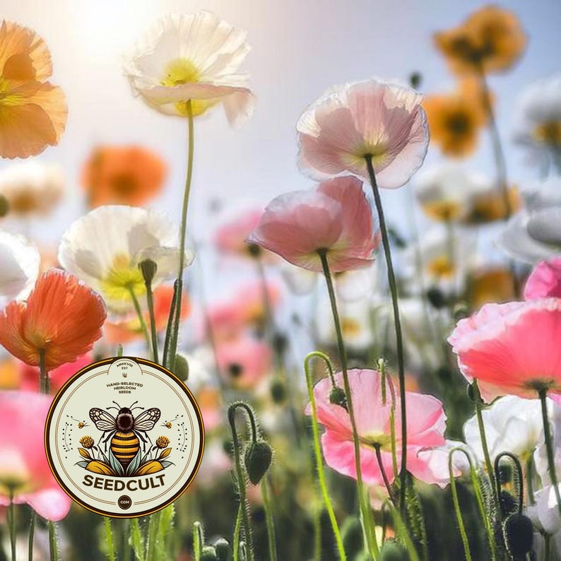 May include: A field of blooming poppies in shades of white, pink, and orange under a bright sky. A circular logo is overlaid in the lower left corner, featuring a bee illustration and the text SEEDCULT, HAND-SELECTED HEIRLOOM SEEDS.