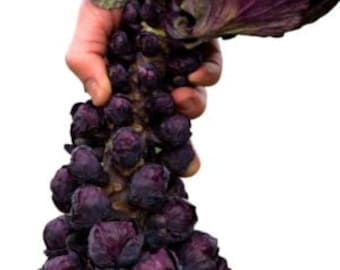 Red Bull Brussels Sprouts, Purple vegetable seeds, Brassica Oleraceae BR1320