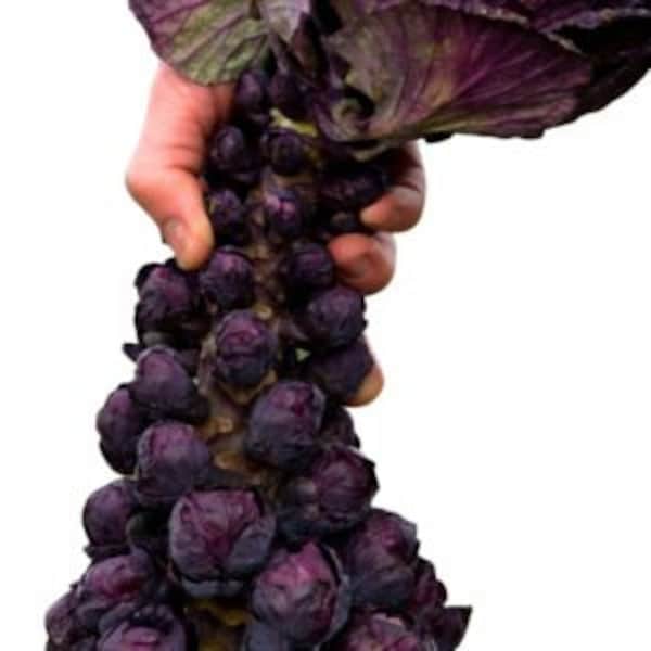 Red Bull Brussels Sprouts, Purple vegetable seeds, Brassica Oleraceae BR1320