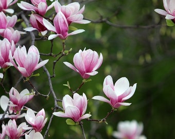 Pink Magnolia Seeds, Saucer Magnolia, Chinese Magnolia Soulangeana MG0110