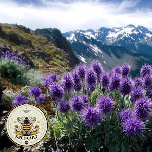 Purple Fringe Seeds, Blue Alpine Phacelia, Phacelia Sericea, PC0350