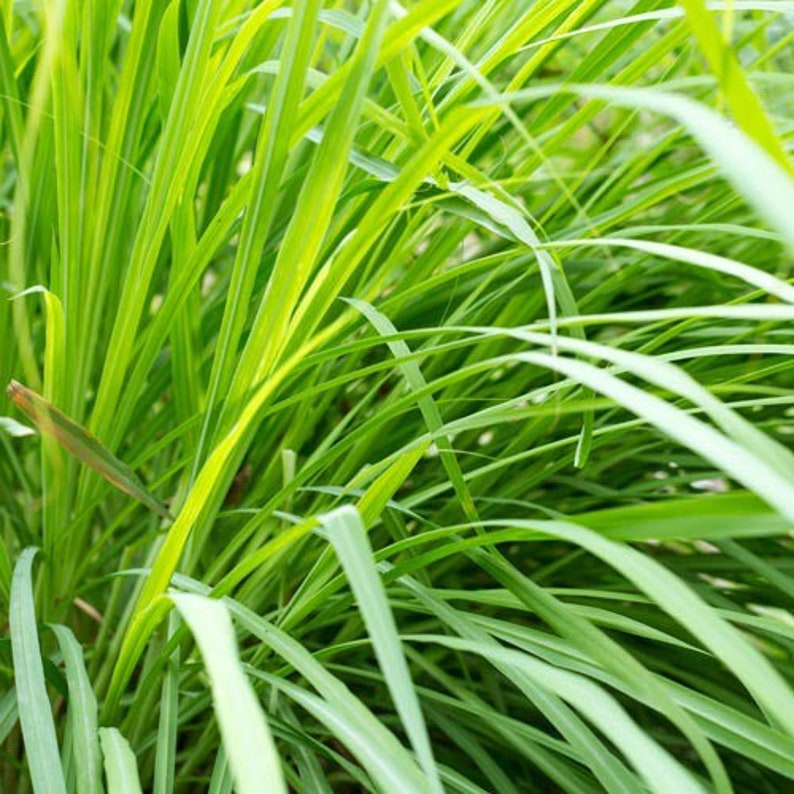 May include: Close-up of vibrant green lemongrass blades, showcasing their long, slender form. The image highlights the plant's fresh, healthy appearance, with a focus on the texture and color variations within the leaves. The overall theme is natural and botanical.