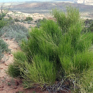 Mormon Tea Seeds, Medicinal Green Mountain Tea, Mormon Tea E, Viridis EP0120