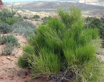 May include: A close-up of a green bush with long, thin branches. The bush is growing in a dry, sandy area. The background is a blurry landscape of hills and trees.