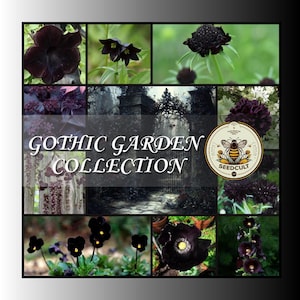 May include: A collage of images featuring black flowers, a gothic garden, and the text "Gothic Garden Collection" with a bee logo that says "Seedcult".