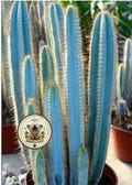 NEW! 10 Blue Torch Cactus Seeds, Pilosocereus Azureus, PI9010