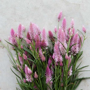 Flamingo Feather Celosia Seeds, Celosia Spicata CE0240