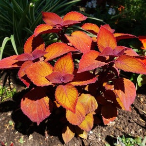 Sunset Coleus Seeds, Indoor Shade Plant, Wizard CC0920