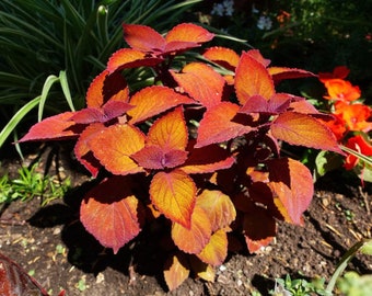 Sunset Coleus Seeds, Indoor Shade Plant, Wizard CC0920