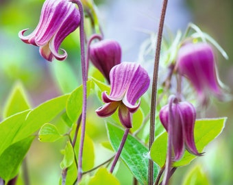 NEW! Scarlet Clematis Seeds, Leather Flower, SW Native, Clematis Texensis CT2410