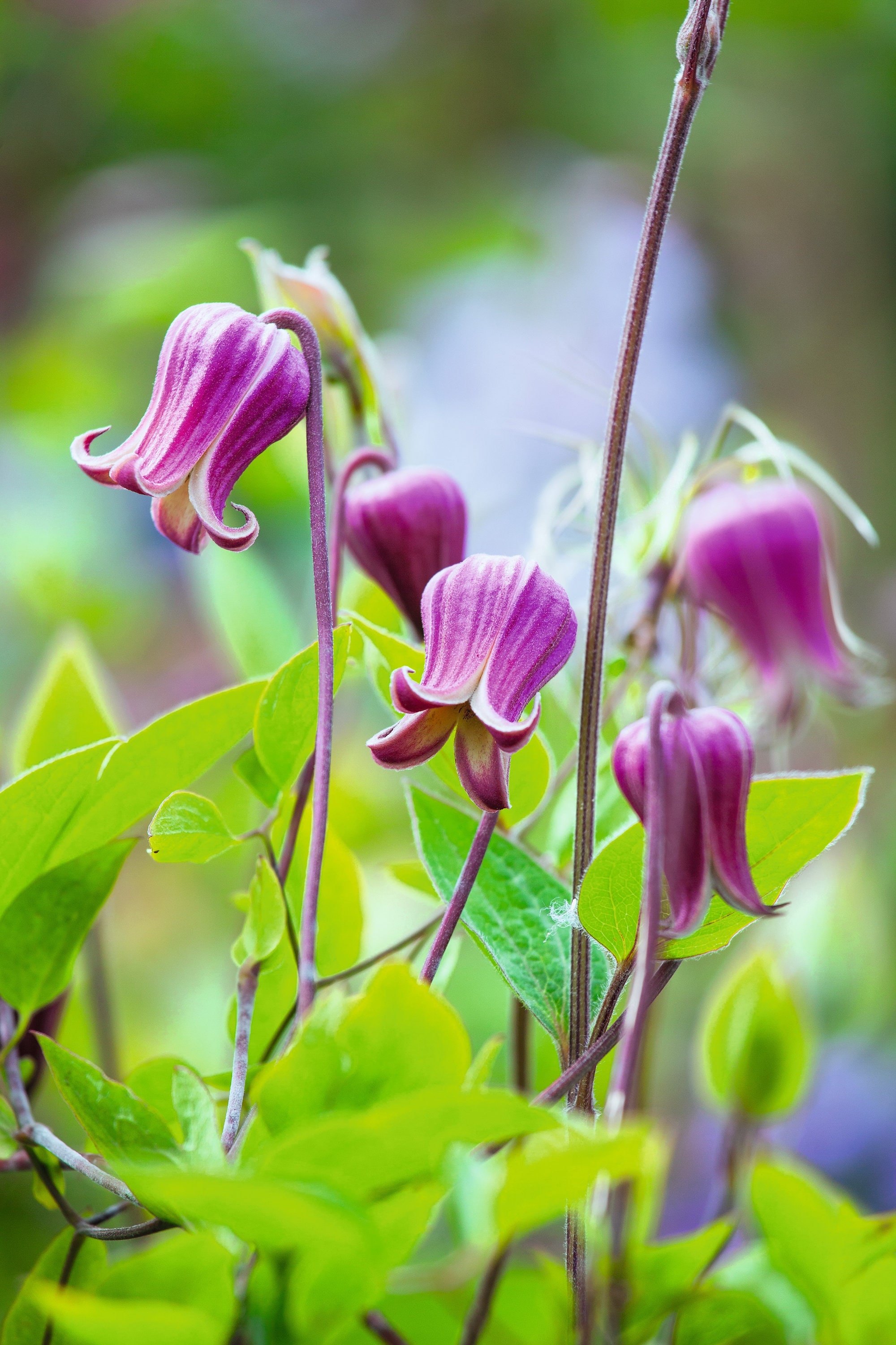 NEW! Scarlet Clematis Seeds, Leather Flower, SW Native, Clematis