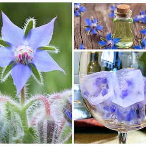 EDIBLE Borage Flower Seeds, Ice Cube Flowers, Medicinal, Organic Blue Borage Officinalis BO0120