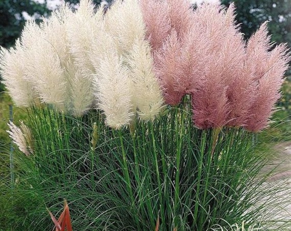 Purple pampas grass seeds cortaderia selloana online
