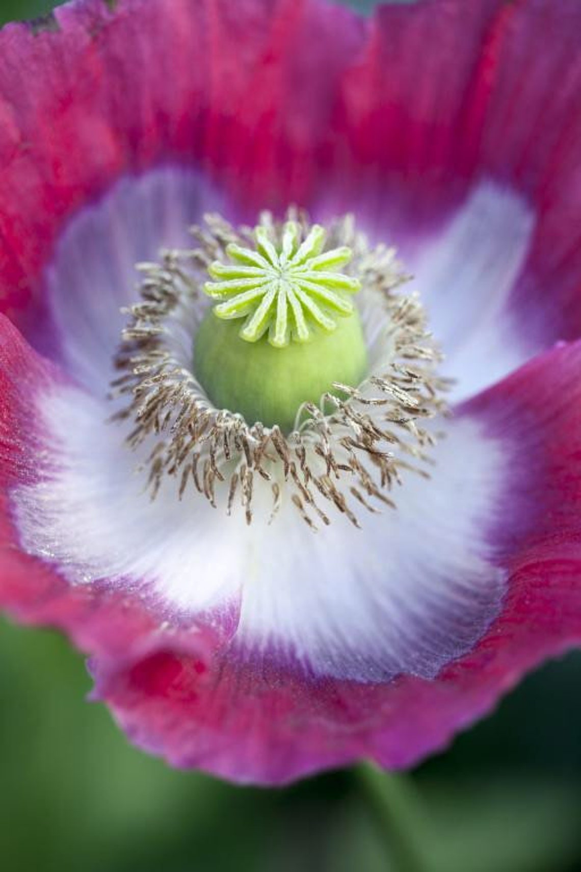 1000 Poppy Giganteum Seeds Papaver GIGANTEUM Largest Poppy | Etsy