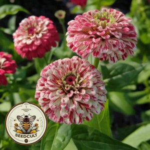 May include: Close-up of pink and white striped zinnia flowers with green leaves. The flowers have a white center with a red ring around it. The image includes a logo for Seedcult.