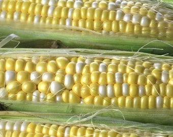 30 Peaches & Cream Corn Seeds – Sweet, Organic, Non-GMO – Fresh For Planting