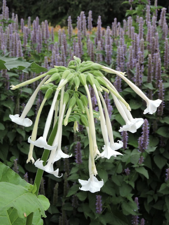 night scented tobacco plant Buy 500 Giant Ghost Pipes Night, Huge Blooming Fragrant Jasmine Tobacco  Seeds, Moonlight Flowering Tobacco, Nicotiana Sylvestris NI105C Online in  India