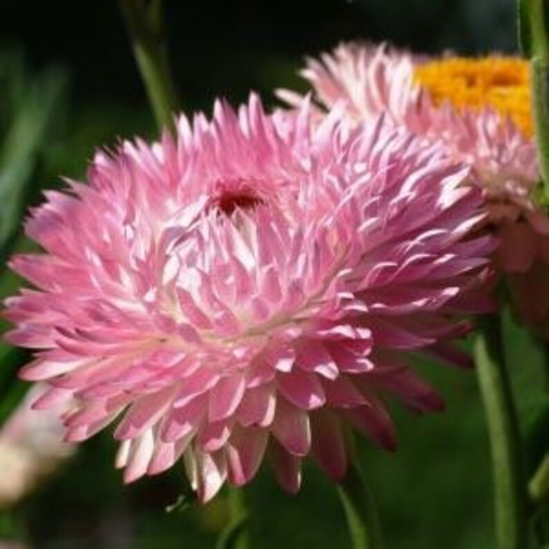 Silvery Rose Strawflower Seeds Helichrysum Xerochrysum bracteatum