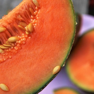 Hot Climate Cantaloupe Seeds, Hale's Best, Nearly 100% Resistance to Powdery Mildew! Heirloom Cucumis melo CU09
