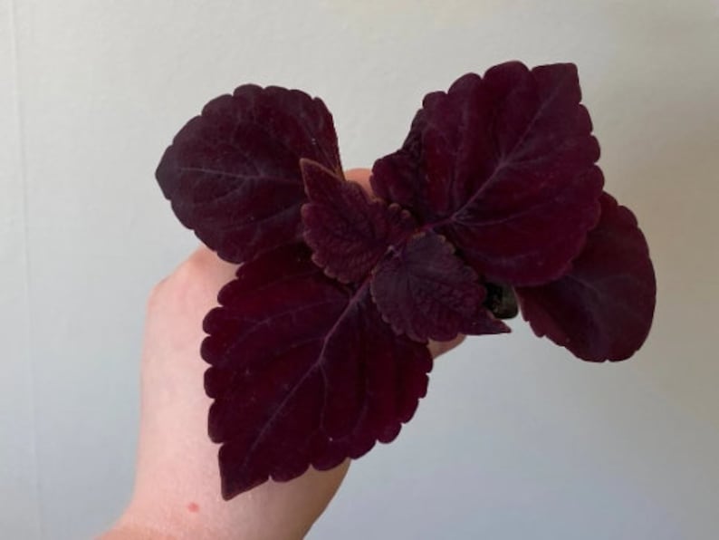 May include: A close-up of a dark purple plant with ruffled leaves. The plant is being held in a hand.