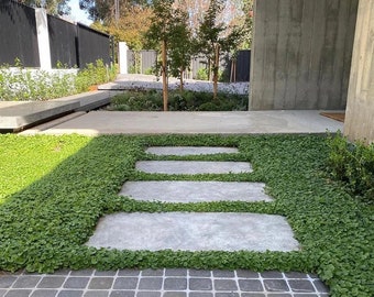 5000 Dichondra Repens Ground Cover Seeds, Lawn Replacement DI015M