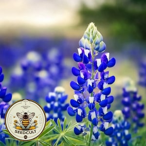 50 Texas Bluebonnet Seeds, Lupinus Texensis LP0350