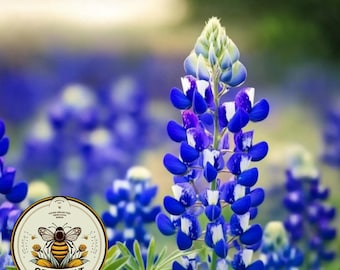 50 Texas Bluebonnet Seeds, Lupinus Texensis LP0350